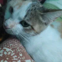 واگذاری گربه|گربه|رشت, شالکو|دیوار
