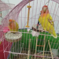 دوعدد کوتوله برزیلی|پرنده|بجنورد, |دیوار