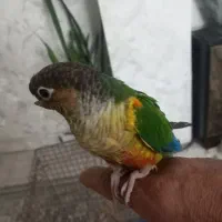 گرینجیک بالغ نر بازی گوش چند کلمه حرف میزنه