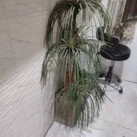 درختچه مصنوعی وارداتی