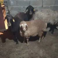 میش اصلی|حیوانات مزرعه|سلامی, |دیوار