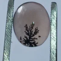 عقیق شجر قائن تک درخت کلکسیونی