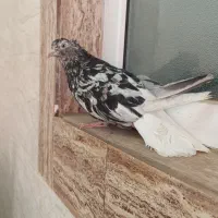 کبوتر ماده هفترنگ دمسفید