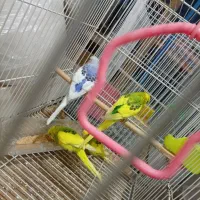 مرغ‌عشق‌دانه‌صد