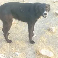 سگ نروماده قدریجان|سگ|کازرون, |دیوار