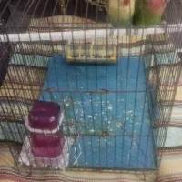 طوطی برزیلی