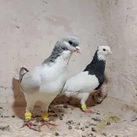 ۶ کفتر جنگنده