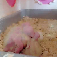 جفت مولد عروس هلندی کارداده سخنگو مولد جوان|پرنده|جلگه رخ, |دیوار