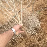 نهال انار دانه مشکی شهرضا|خدمات باغبانی و درختکاری|شهرضا, |دیوار