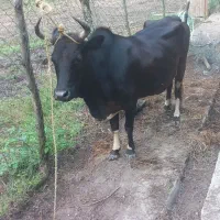 گاو چالوسی پدر بابایی  تازه تخم خرده با ورزاگوله