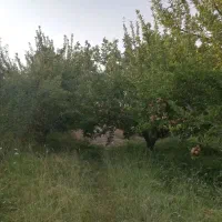 باغ میوه|فروش دفتر صنعتی، کشاورزی، تجاری|یاسوج, |دیوار