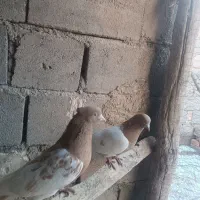 کبوتر|پرنده|لیلان, |دیوار