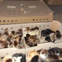 جوجه محلی یک روزه نژاد گلپایگانی اصلاح نژاد شده