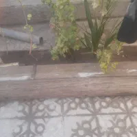 ۲عددتخته ۴ متری یکیش ت کی داره