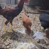 مرغ دو تا و یک خروس