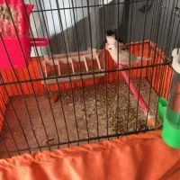 فنج|پرنده|شهریار, شهرک بهاران (ویره)|دیوار