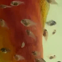 5 عدد جفت دیسکس هر جفت 4500|ماهی|اندیشه, شهرک صدف|دیوار