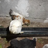 جوجه مرغ|حیوانات مزرعه|کاشمر, |دیوار