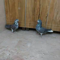 ی جفت نرماد و ی نر تک پرشی|پرنده|اصفهان, دهنو|دیوار