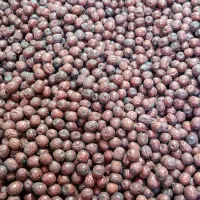 عناب سیوجان از تولید به مصرف|خوردنی و آشامیدنی|خوسف, |دیوار