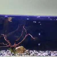 آکواریوم پلنت