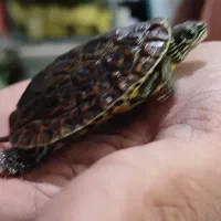 ماهی پمپ هوا آنجل