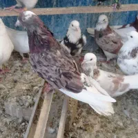 کفتر پرشی  واکسن خورده