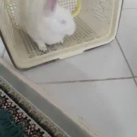 فروش خرگوش خانگی|موش و خرگوش|یزد, |دیوار