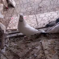 کفتر|پرنده|گلپایگان, |دیوار