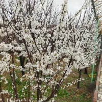 باغ|فروش خانه و ویلا|ابریشم, |دیوار