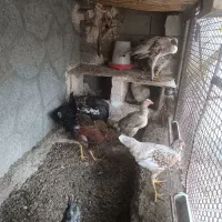 تعدادی مرغ با قفس|حیوانات مزرعه|دامن, |دیوار