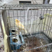 قناری ماده