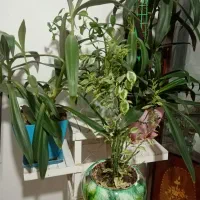 گل و گیاه..|گل و گیاه طبیعی|چناران, |دیوار