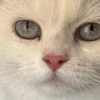 گربه اسکاتیش