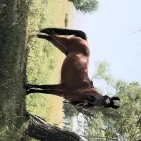 اسب