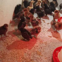 جوجه یک روزه تا یک ماهه|حیوانات مزرعه|شیراز, پودنک|دیوار