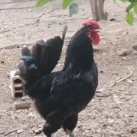 خروس مشکی