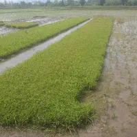 تم نشا شیرودی