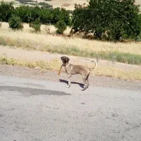توله تازی ۴ ماهه