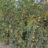 باغچه ۱۰۰۰متری با اب تسویه و برق|فروش زمین و ملک کلنگی|دزفول, |دیوار