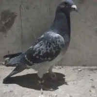 4عدد حیون فروشی|پرنده|تیمور آباد, |دیوار