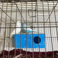 یک جفت تضمینی