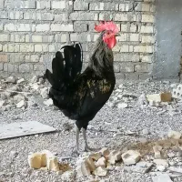 خروس عربی اصیل