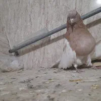 کبوتر کله دار