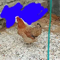 شهر شاوور هستم