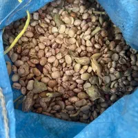 لوبیا آشی
