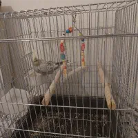 عروس هلندی با قفس