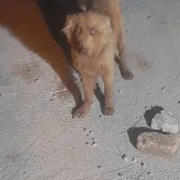 سگ قدرجونی ماده