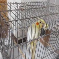 جفت عروس هلندی کار داده