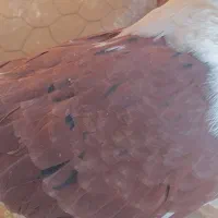 کبوتر کفتر دوکت سرخ|پرنده|مبارکه, |دیوار
